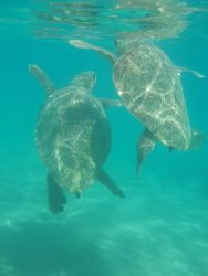 Fighting female loggerheads. When aggergating close to sh... by Gail Schofield 